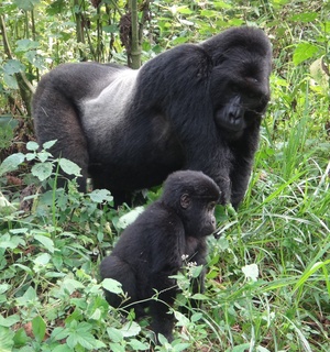 Dave Pepler in Uganda - Ep 4